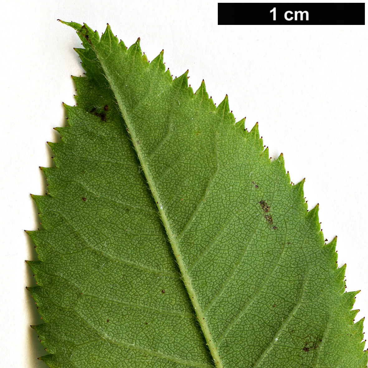 High resolution image: Family: Rosaceae - Genus: Rosa - Taxon: abietina High resolution image: Family: Rosaceae - Genus: Rosa - Taxon: abietina